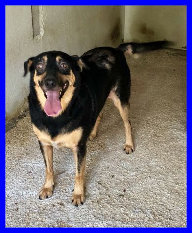 NEO, DOLCISSIMO CAGNOLINO SOLO IN CANILE CERCA CASA - Foto 3