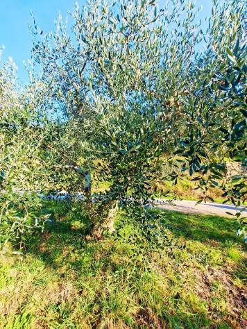 Terreno edif. residenziale in vendita a Buti 5300 mq Rif: 1411798 - Foto 5