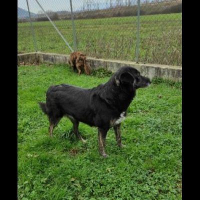ALMA MATERNA ED AMOREVOLE CAGNOLONA IN ADOZIONE - Foto 5