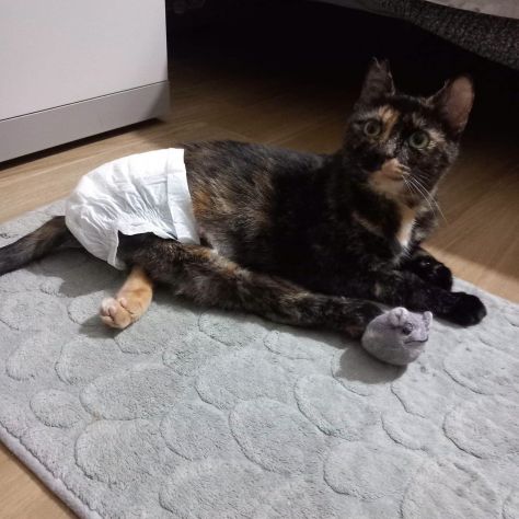 CAROTINA, micia per adozione del cuore! - Foto 10