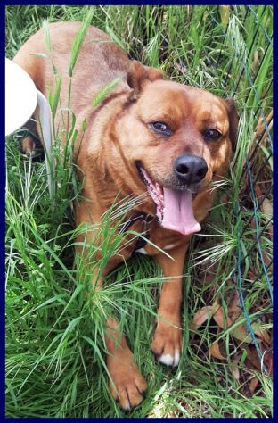 JOSEF adottato da cucciolo e rimandato indietro - Foto 4