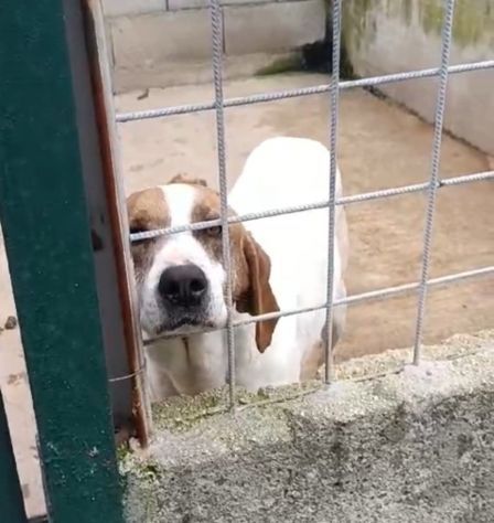 LINA DOLCISSIMA E BUONISSIMA CAGNOLINA IN ADOZIONE - Foto 4
