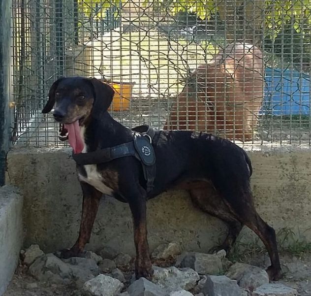 GILDA 4anni buona con tutti i cani! - Foto 3