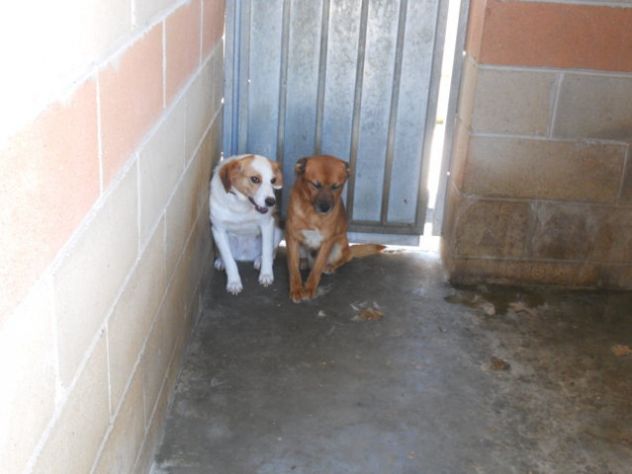 SARA, dolce cagnolina - Foto 3