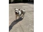 Pitbull adulta mollata 4anni fa,1occhio cieco, rinata,BUONISSIMA!CREMONA