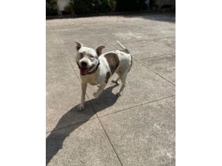 Pitbull salvata 4anni fa,1occhio cieco, rinata  cerca casa,BUONISSIMA!CREMONA
