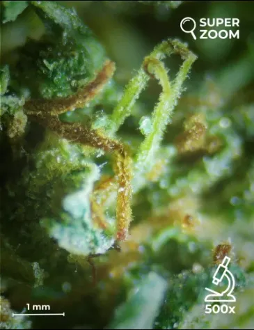 Orange Bud - Foto 4