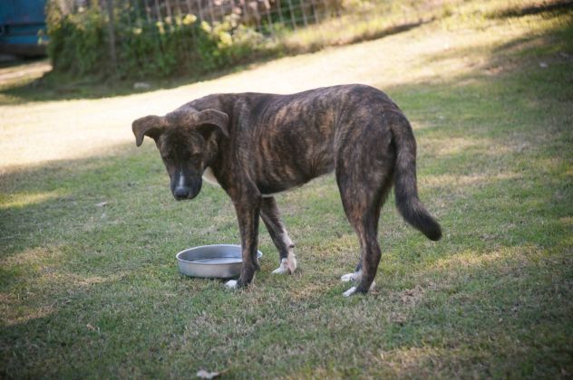 LA DOLCEZZA DI GIULIO, CANE IN ADOZIONE - Foto 2