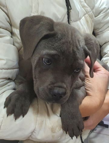 Cane corso