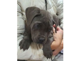 Cane corso