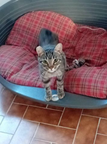 MARTINO, dolcissimo micio in adozione - Foto 4