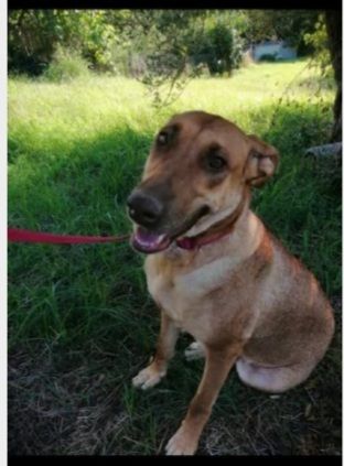 Mix Pitbull Red No9se+Pastore Belga Malinois 7anni ROMA