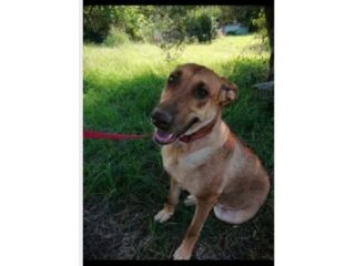 Mix Pitbull Red No9se+Pastore Belga Malinois 7anni ROMA