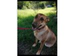 Mix Pitbull Red Nose+Pastore Belga Malinois 6anni ROMA