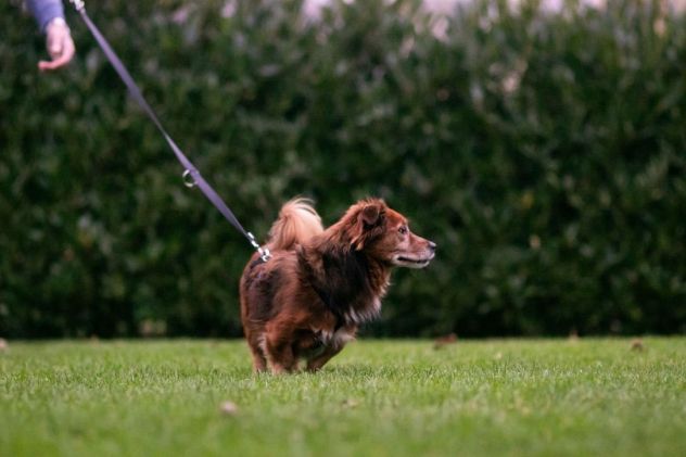 Giulio: taglia piccola, dolce e sensibile - Foto 3