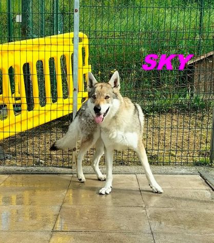 SKY e ALPHA meravigliosi husky - Foto 2