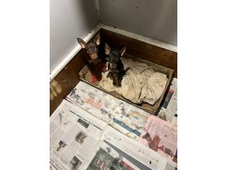 Cuccioli di Pinscher Cioccolato/Marrone Focato