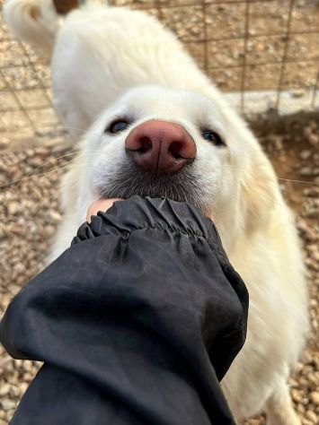 WHISKY CARATTERE ECCEZIONALE SALVATO DAL SUO AGUZZINO CERCA CASA CANE IN ADOZION - Foto 4
