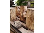 Ceppi di legno- radiche - radici