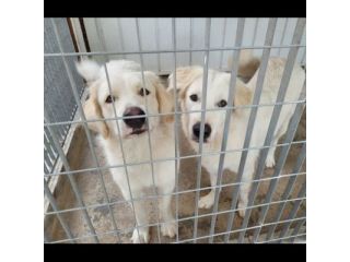 SOLE E LUNA MERAVIGLIOSE E DOLCISSIME, CANE IN ADOZIONE/  ADOZIONE DI COPPIA