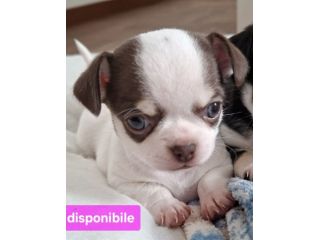 Chihuahua