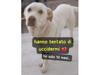 HOPE CUCCIOLO 10 MESI