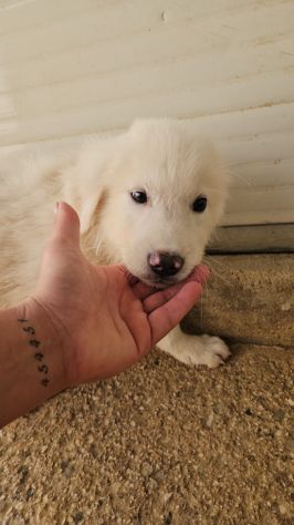 Nuvola: 3 mesi taglia media - Foto 2