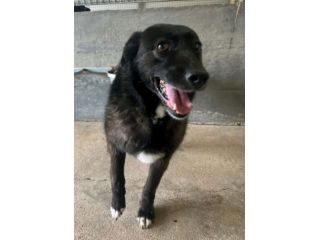 AGRIPPINA E AKIRA : CANI IN ADOZIONE