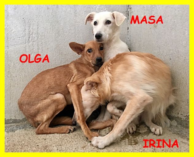 SPLENDIDE CAGNOLINE SPAVETATE SOLE IN CANILE CERCANO CASA - Foto 3