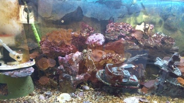Acquario marino - Foto 2