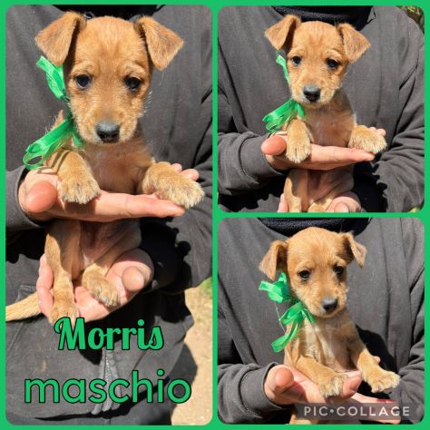 Regalo cuccioli taglia piccola - Foto 4