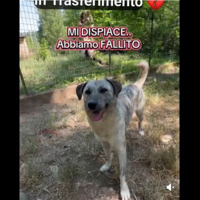 MIELE E MILO MIRACOLI D' AMORE CUCCIOLI IN ADOZIONE - Foto 10