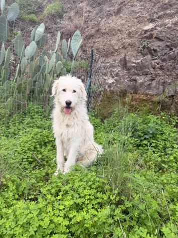 dolcissima nuvola in regalo - Foto 4