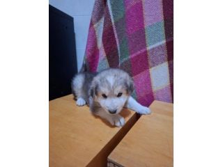 Camillo cucciolo