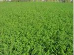 Vendita Terreno agricolo da 35000 mq  in Via Emilia per Cesena con giardino