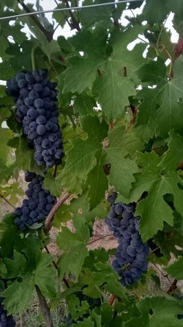 Uva bianca ( cortese) uva nera ( barbera e dolcetto) anche piccole quantità - Foto 6