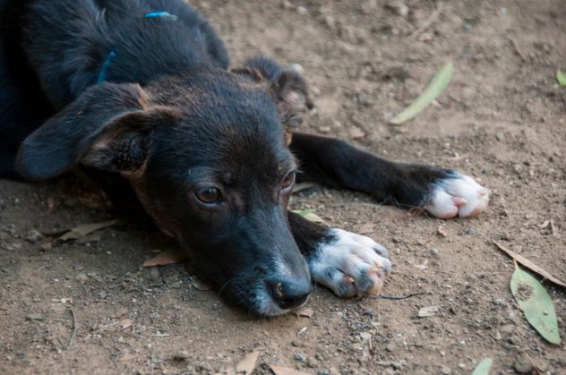 NINA E NINETTA, cucciole da adottare - Foto 3