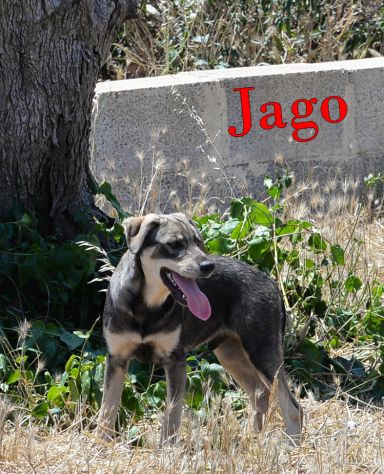 Aron e Jago cuccioli dolcissimi in adozione - Foto 6