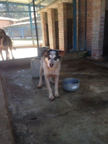 PICCOLO, giovane cagnolino URGENTE - Foto 2