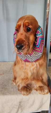 Cucciolo di cocker spaniel inglese - Foto 5