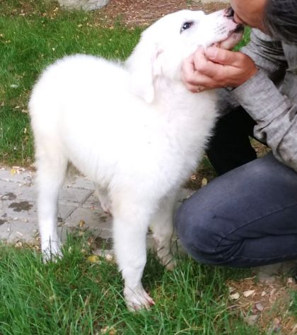 Giannino, candido e dolce cucciolo PMA in adozione - Foto 3