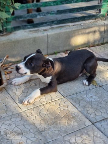 Allevamento e Cuccioli Amstaff in Calabria. Consegna in Tutta Italia. - Foto 3