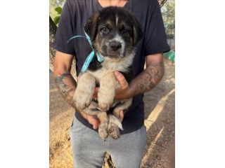 Regalo cuccioli incrocio Labrador pastore