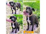 FINN cagnolino in adozione tg. medio piccola cerca una famiglia apri il suo box