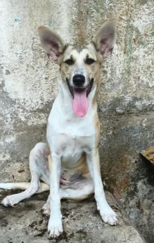MIA cucciola non voluta... - Foto 5