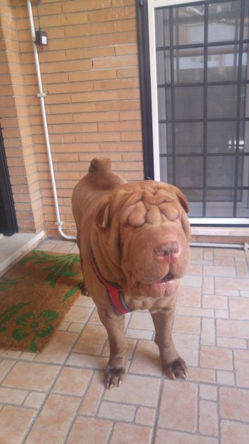 DOG SITTER PET SITTER ROMA - Foto 5