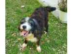 Billy mix spinoncino 4anni e 1/2 aspetta da sempre.GARGANO