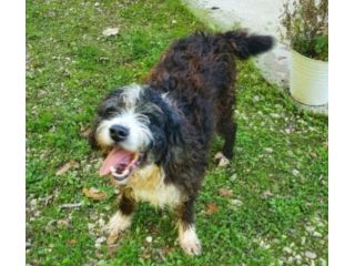 Billy mix spinoncino 4anni e 1/2 aspetta da sempre.GARGANO