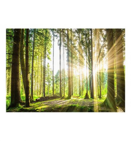 Fotomurale Adesivo Nella Foresta Illuminata Arredalacasa - Foto 2