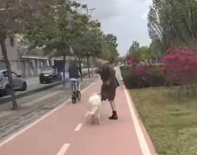WHISKY CARATTERE ECCEZIONALE SALVATO DAL SUO AGUZZINO CERCA CASA CANE IN ADOZION - Foto 2